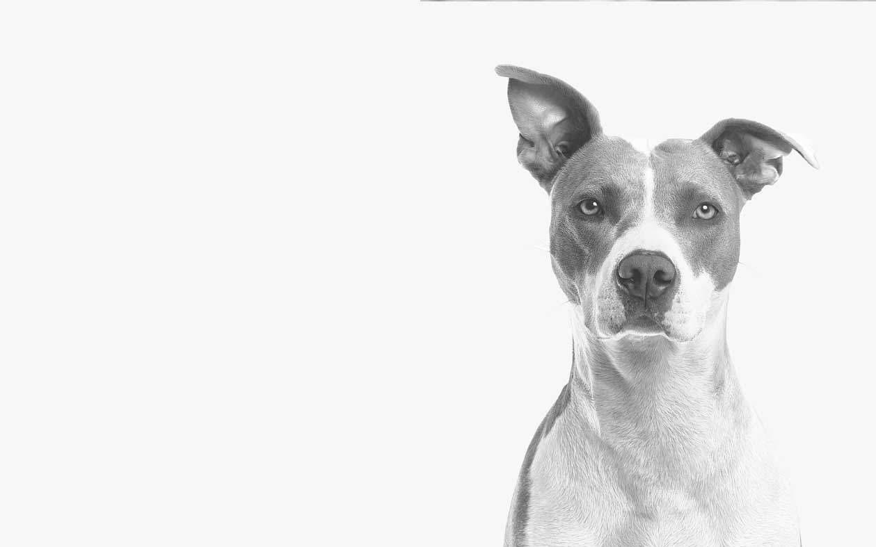 gray-dog2-background | The National Animal Care & Control Association Conference